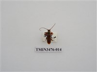 藏品(長角姬天牛)的圖片